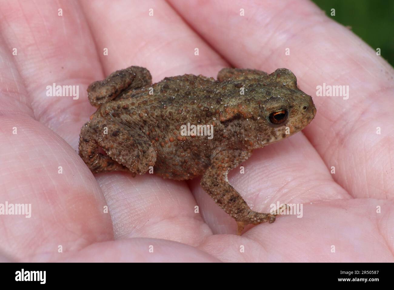 Personne tenant Juvenile Common Toad Bufo bufo Banque D'Images