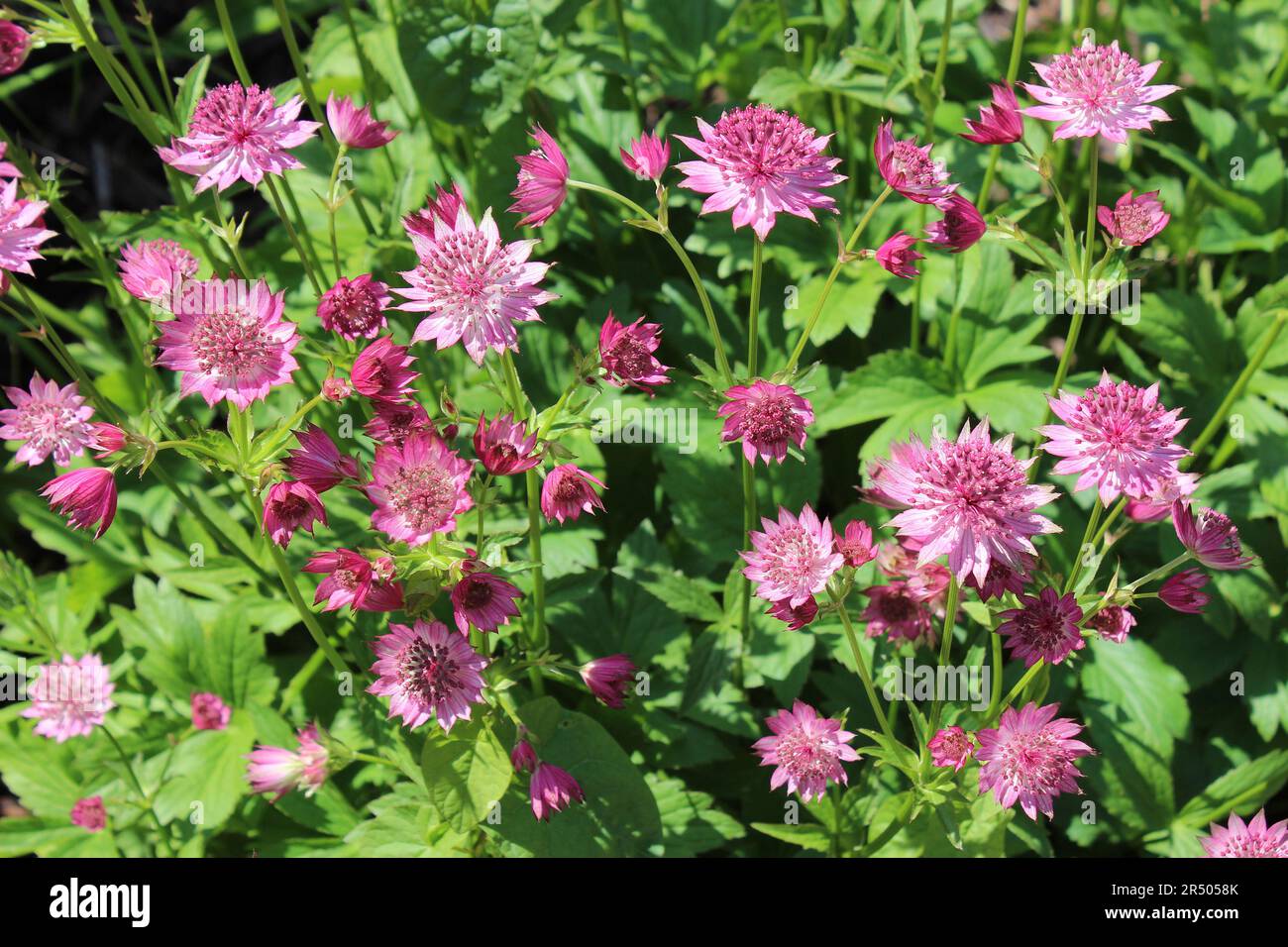 Grand Masterwort Astrantia Roma majeur Banque D'Images
