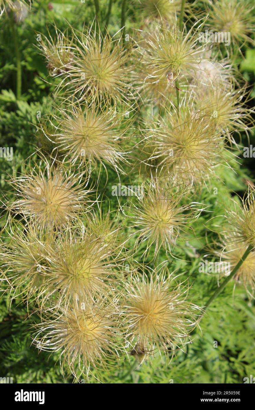 Pasque Flower Pulsatilla vulgaris - têtes de graines Banque D'Images