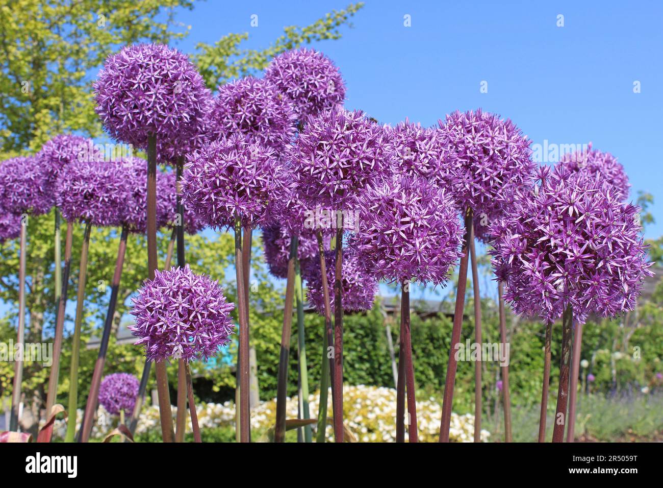 Alliums violets fleuris Banque D'Images