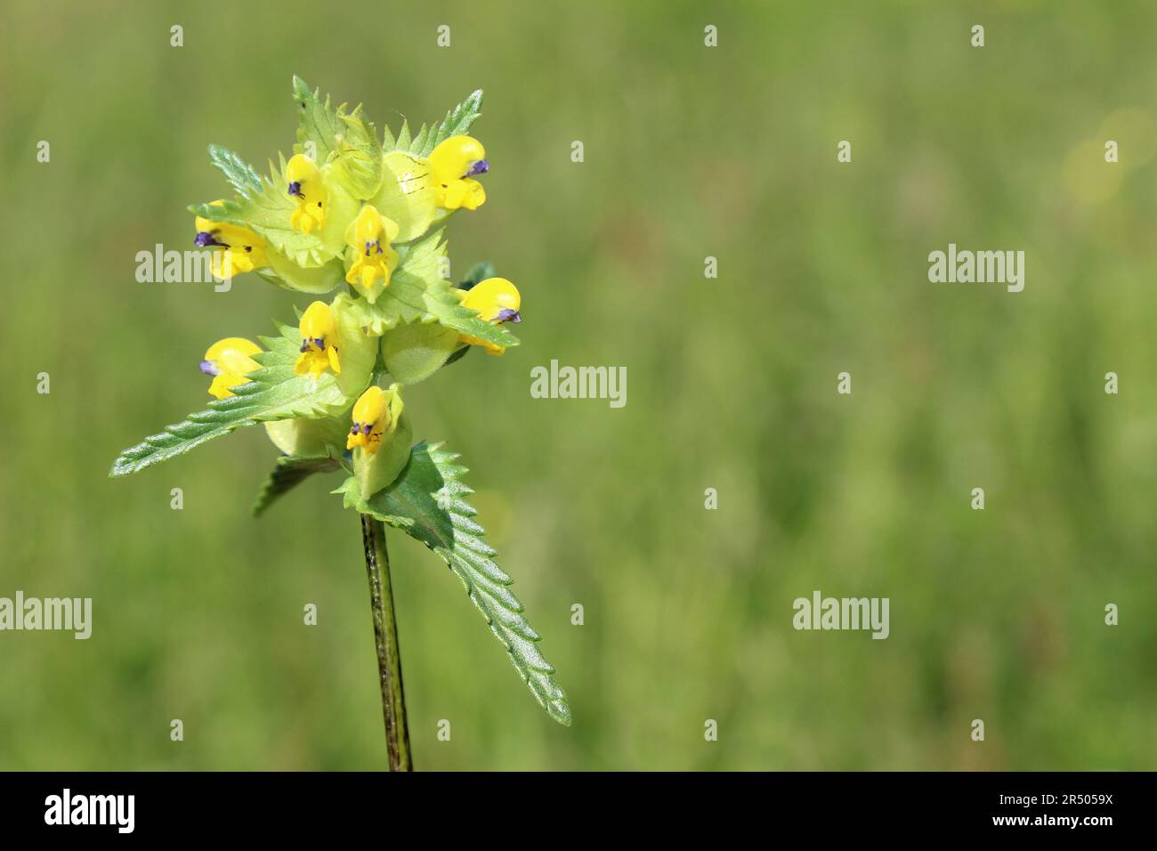 Hochet jaune ou Cockscomb Rhinanthus minor Banque D'Images