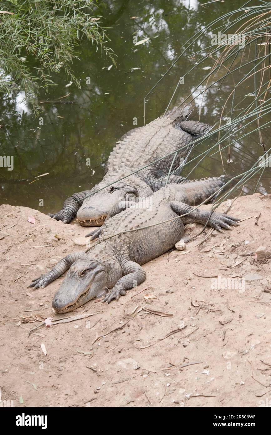 il y a deux alligators qui vont sur la terre Banque D'Images