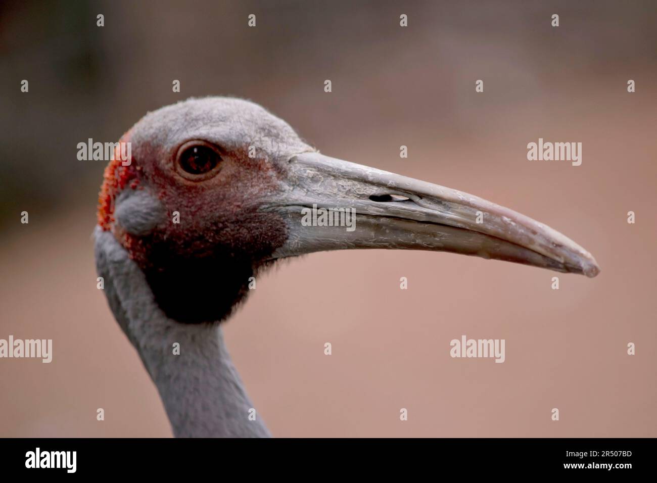 Le Brolga est de couleur gris pâle avec une bande rouge à orange évidente sur la tête avec un ravin noir (bout de peau) suspendu sous le menton. Banque D'Images