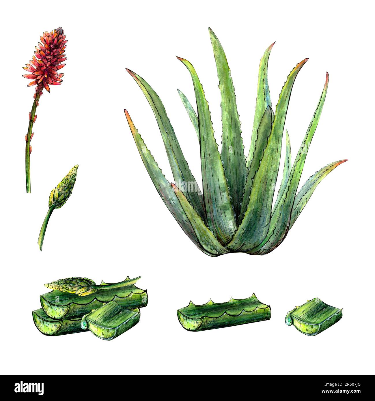 Aquarelle dessin botanique de la plante de vera d'aloès avec des feuilles, des fleurs, des fleurs et des feuilles hachées sur fond blanc. Image réaliste et détaillée pour Banque D'Images