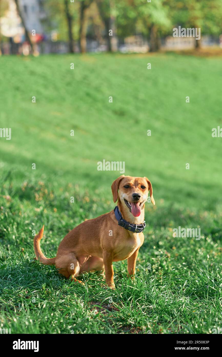 Magnifique chien au gingembre assis dans le jardin au coucher du soleil en regardant l'appareil photo . Herbe verte, accessoire d'été photo de haute qualité Banque D'Images