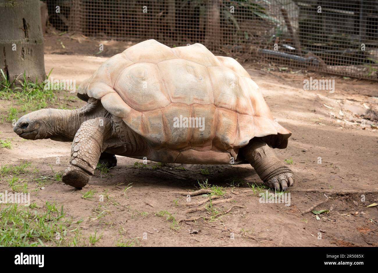 Les tortues géantes Aldabra sont principalement actives en début de matinée et en fin de soirée et passent le reste de la journée dans des terriers ou des marais Banque D'Images