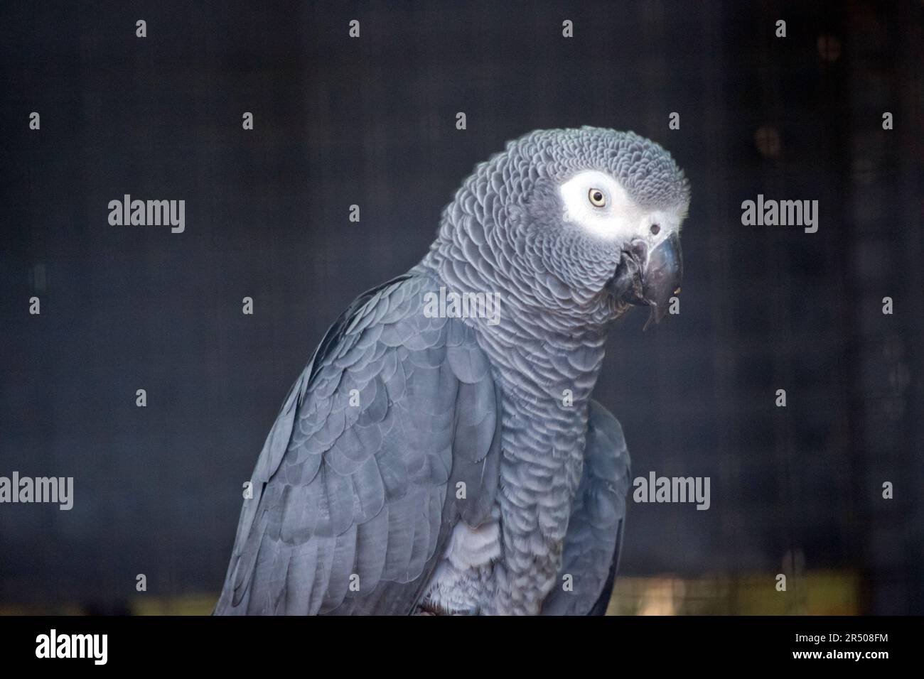 le perroquet africain gris est gris avec un bec noir et des yeux blancs Banque D'Images