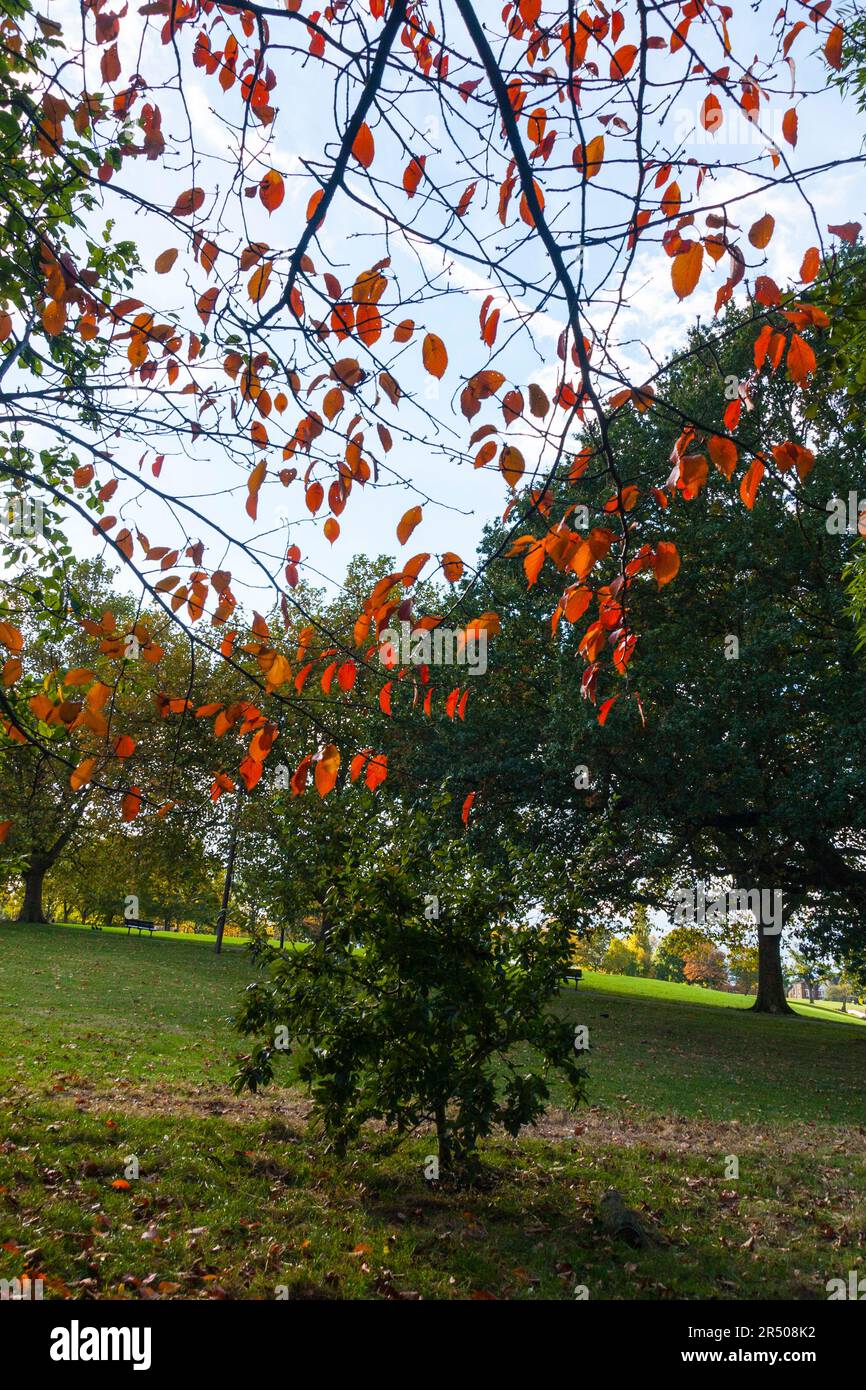 Les arbres de couleur autum dans les champs vallonnés,Brockley,Londres,Angleterre,Royaume-Uni Banque D'Images