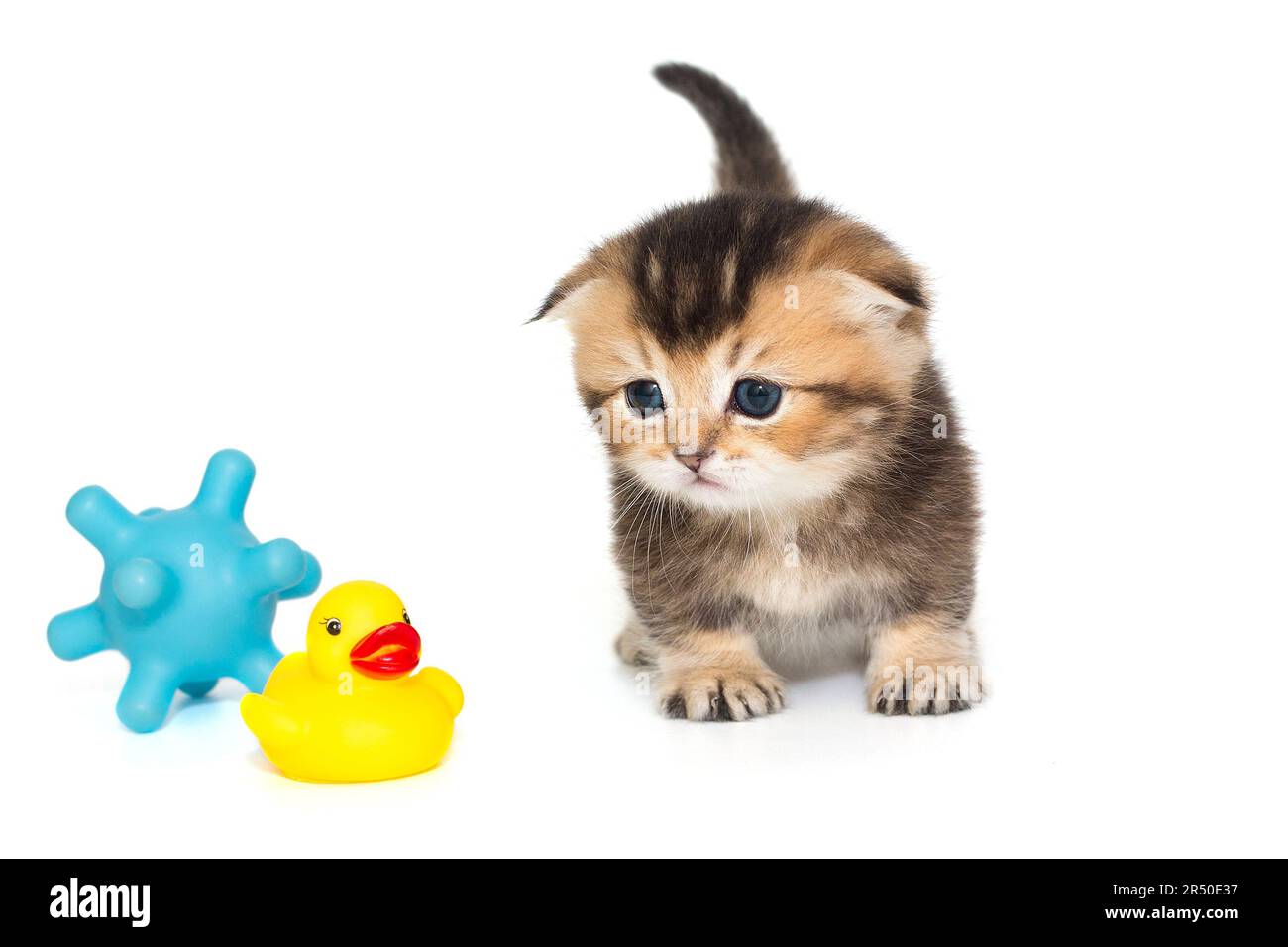 Petit chaton au gingembre et jouets, isolés sur fond blanc Banque D'Images