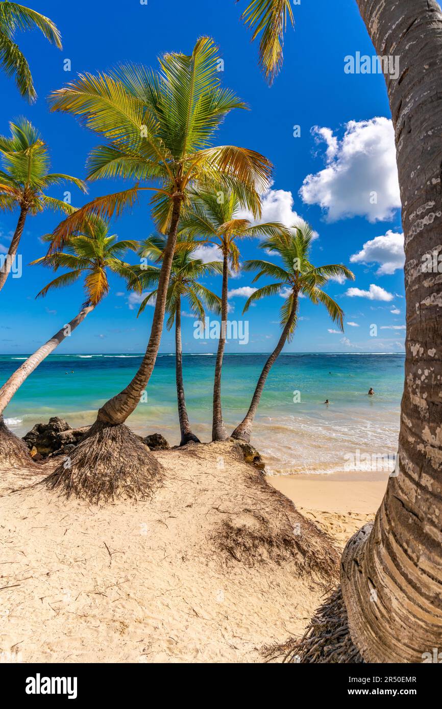 Vue sur les palmiers et la mer à Bavaro Beach, Punta Cana, République dominicaine, Antilles, Caraïbes, Amérique centrale Banque D'Images