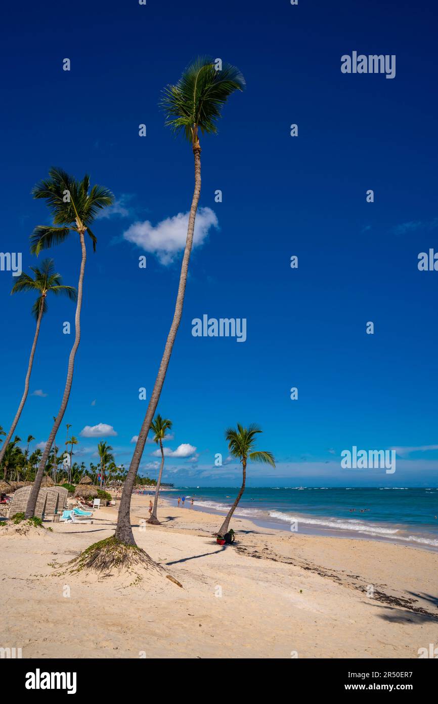 Vue sur les palmiers et la mer à Bavaro Beach, Punta Cana, République dominicaine, Antilles, Caraïbes, Amérique centrale Banque D'Images