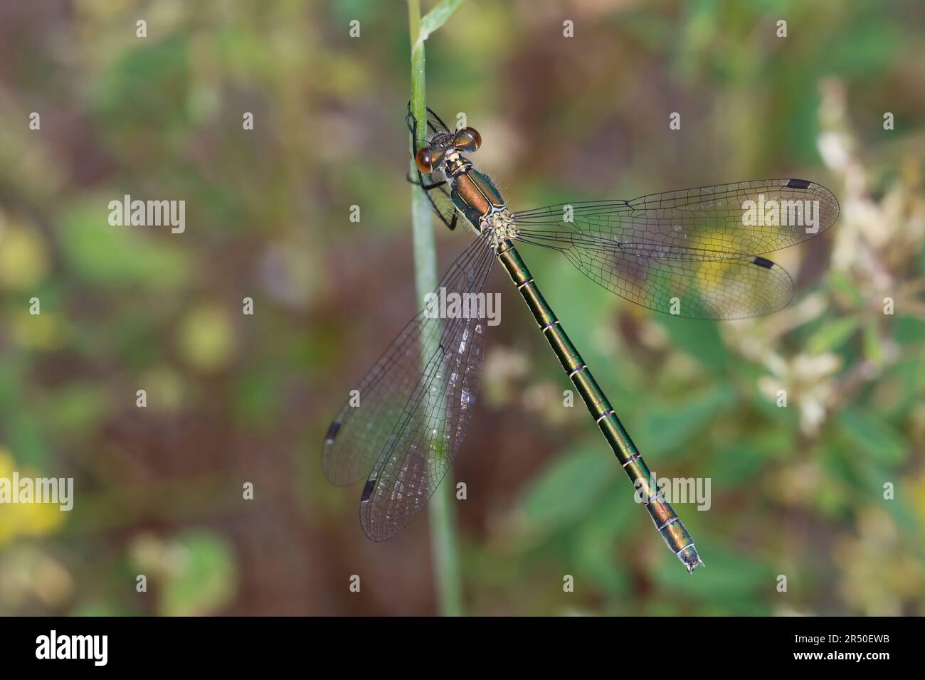 Glänzende Binsenjungfer, Weibchen, Lestes dryas, tartinade émeraude, rare demoiselle d'émeraude, Etartieuse robuste, à tartiner turlough, femelle, le Lest Banque D'Images