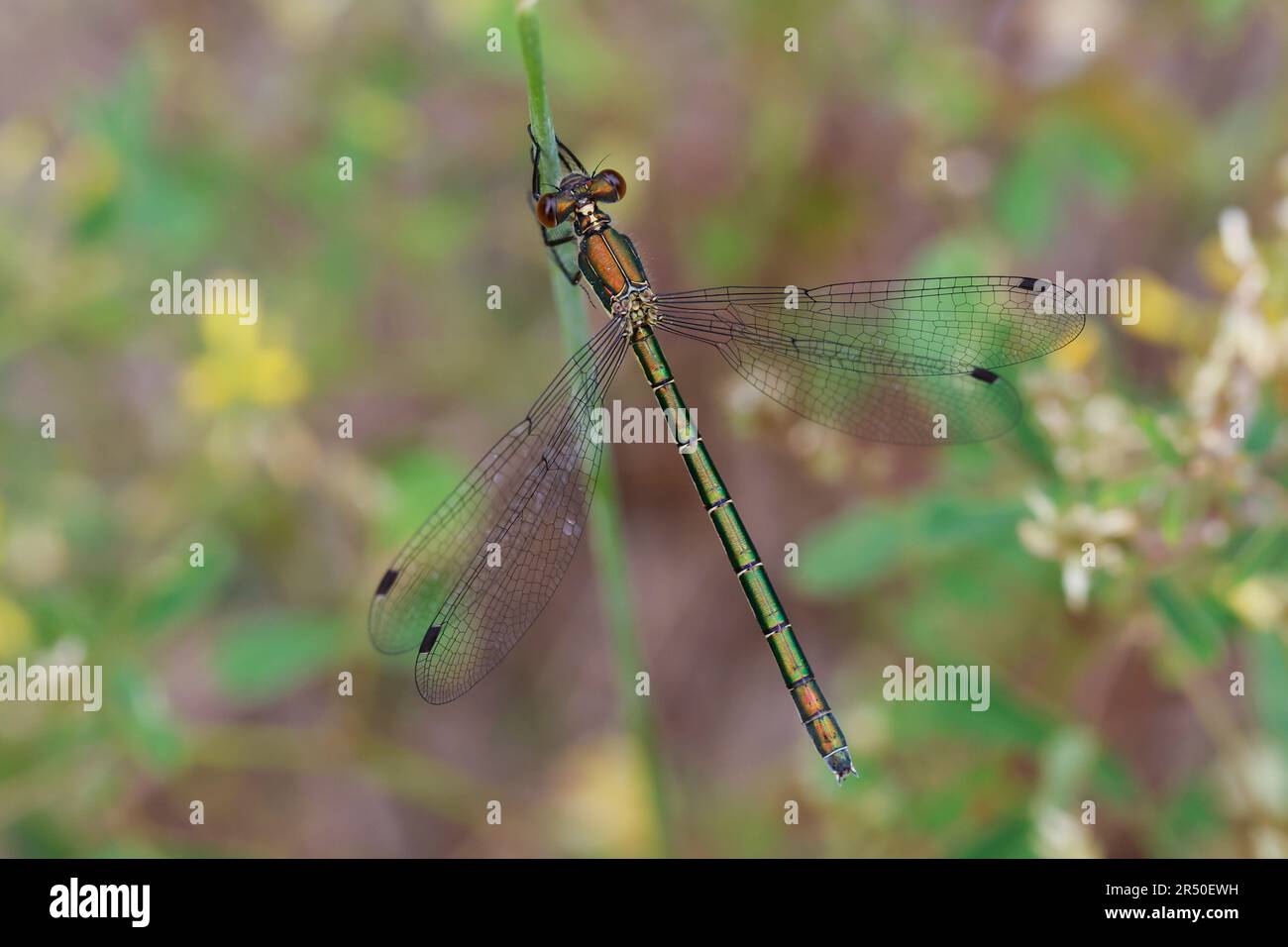 Glänzende Binsenjungfer, Weibchen, Lestes dryas, tartinade émeraude, rare demoiselle d'émeraude, Etartieuse robuste, à tartiner turlough, femelle, le Lest Banque D'Images