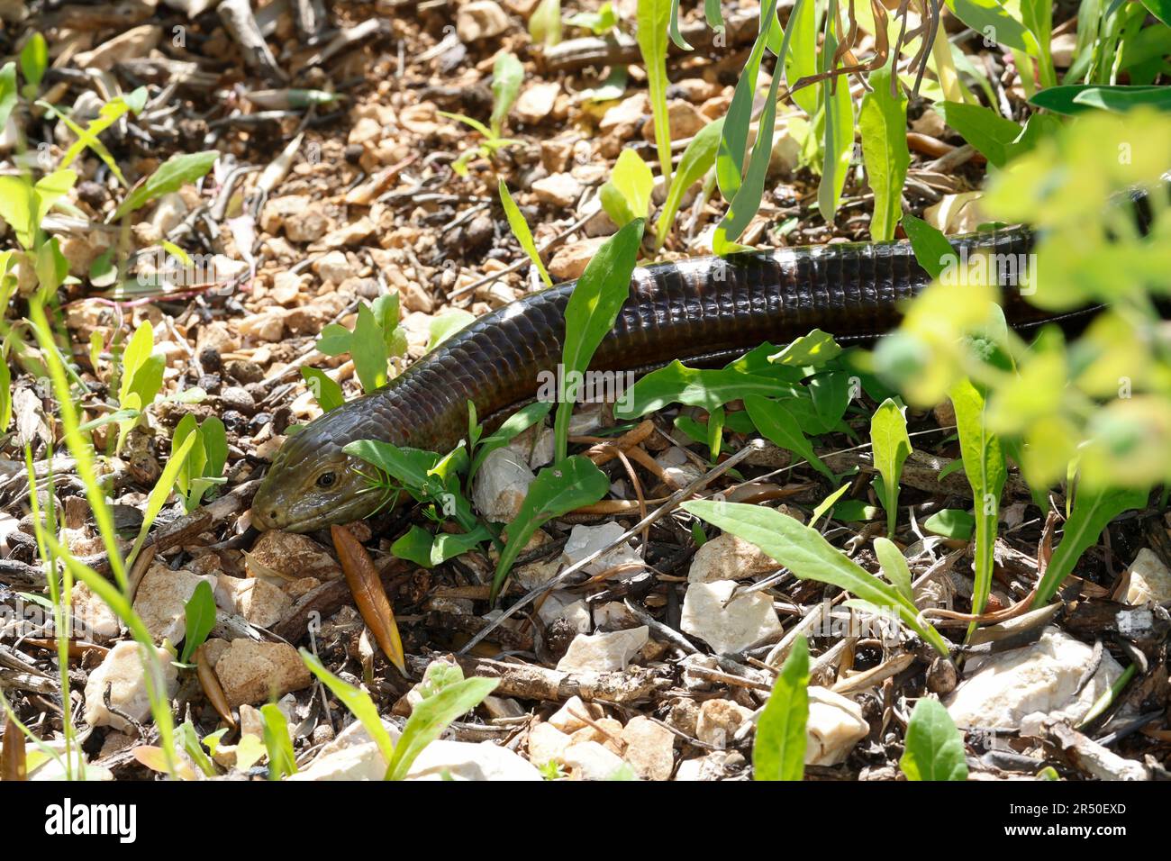 Scheltopusik, Panzerschleiche Pseudopus apodus, Ophisaurus apodus, Pallas, verre du lézard, lézard sans pattes européenne, European glass lizard, armored gla Banque D'Images