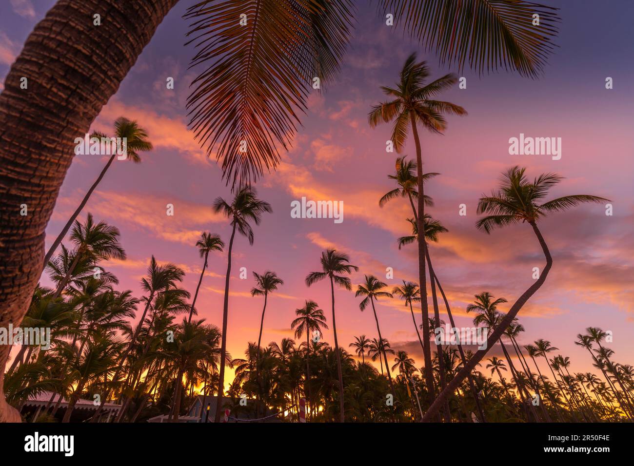 Vue des palmiers et du ciel sur Bavaro Beach au coucher du soleil, Punta Cana, République Dominicaine, Antilles, Caraïbes, Amérique centrale Banque D'Images
