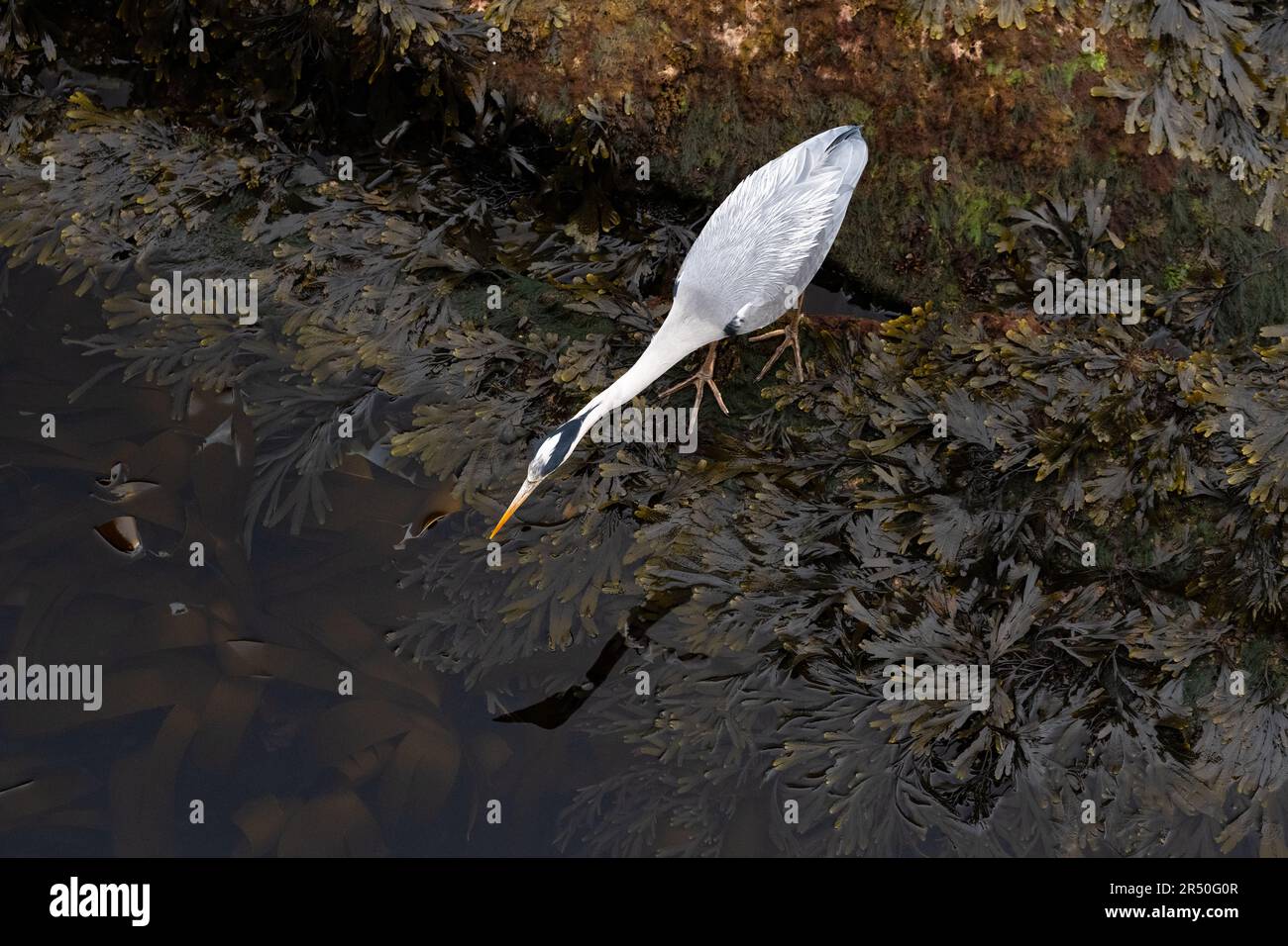 Héron gris (Ardea cinerea) à la recherche de proies vues d'en haut, St Andrews, Écosse, Royaume-Uni Banque D'Images