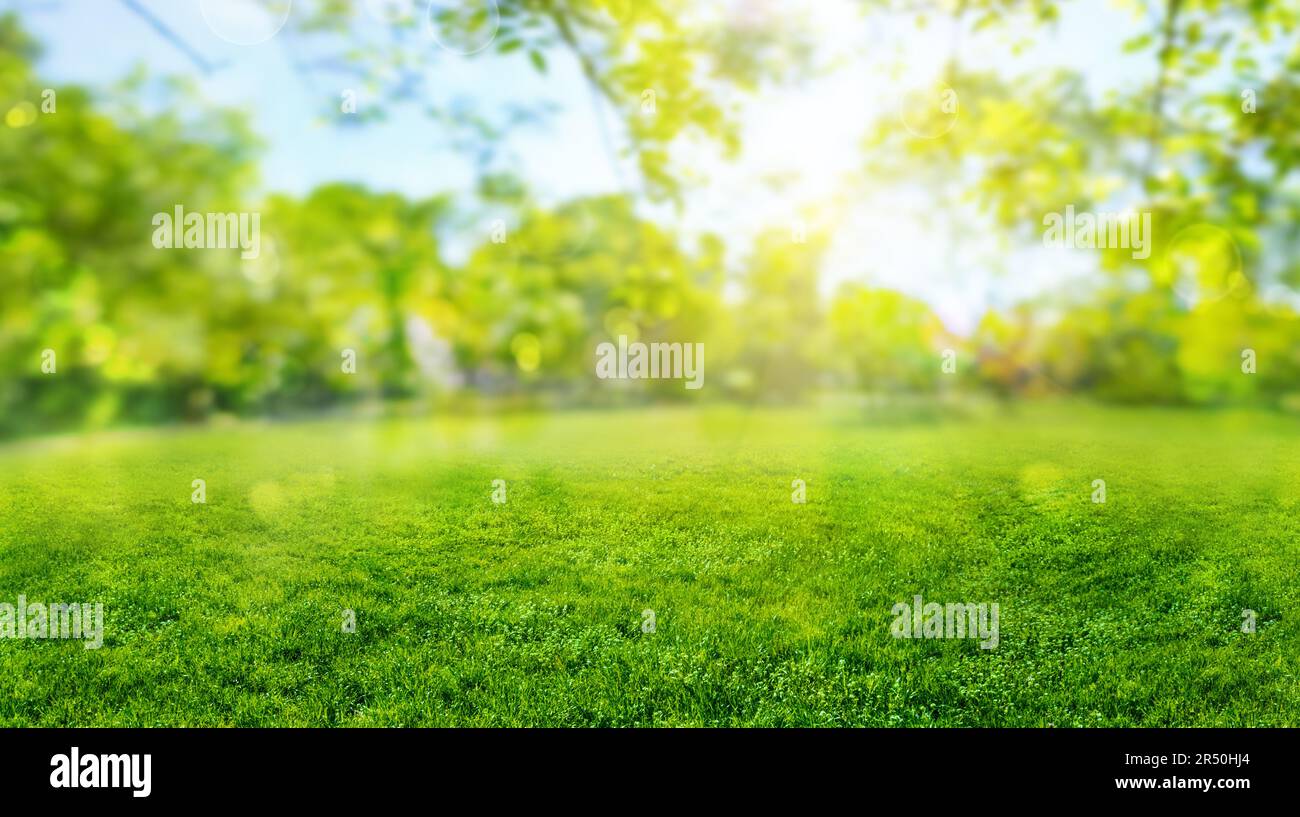 herbe verte arrière-plan flou avec rayons du soleil dans la prairie du parc Banque D'Images