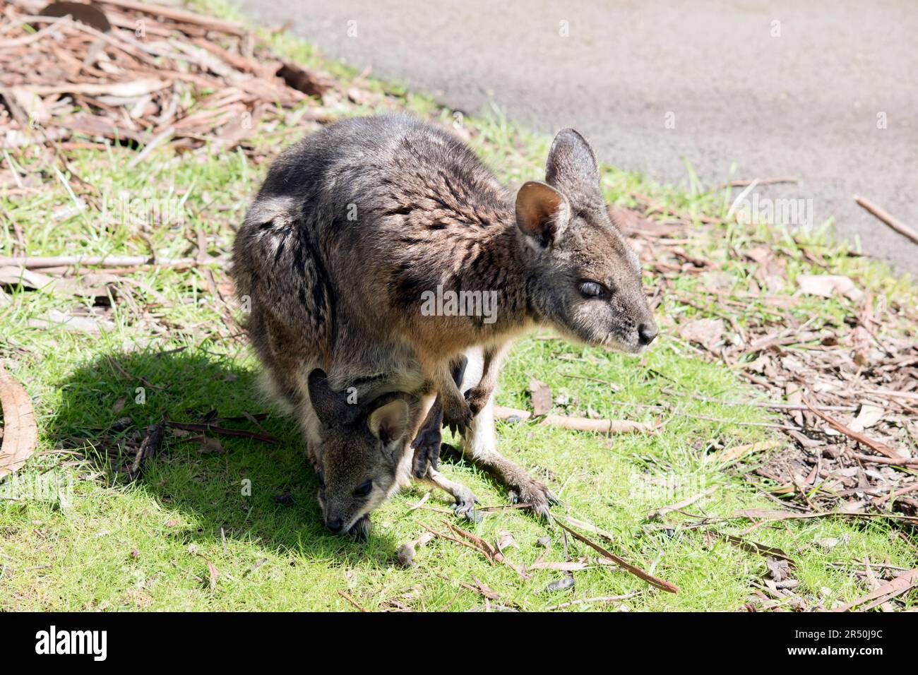 le wallaby de la grammaire a un joey dans sa poche Banque D'Images