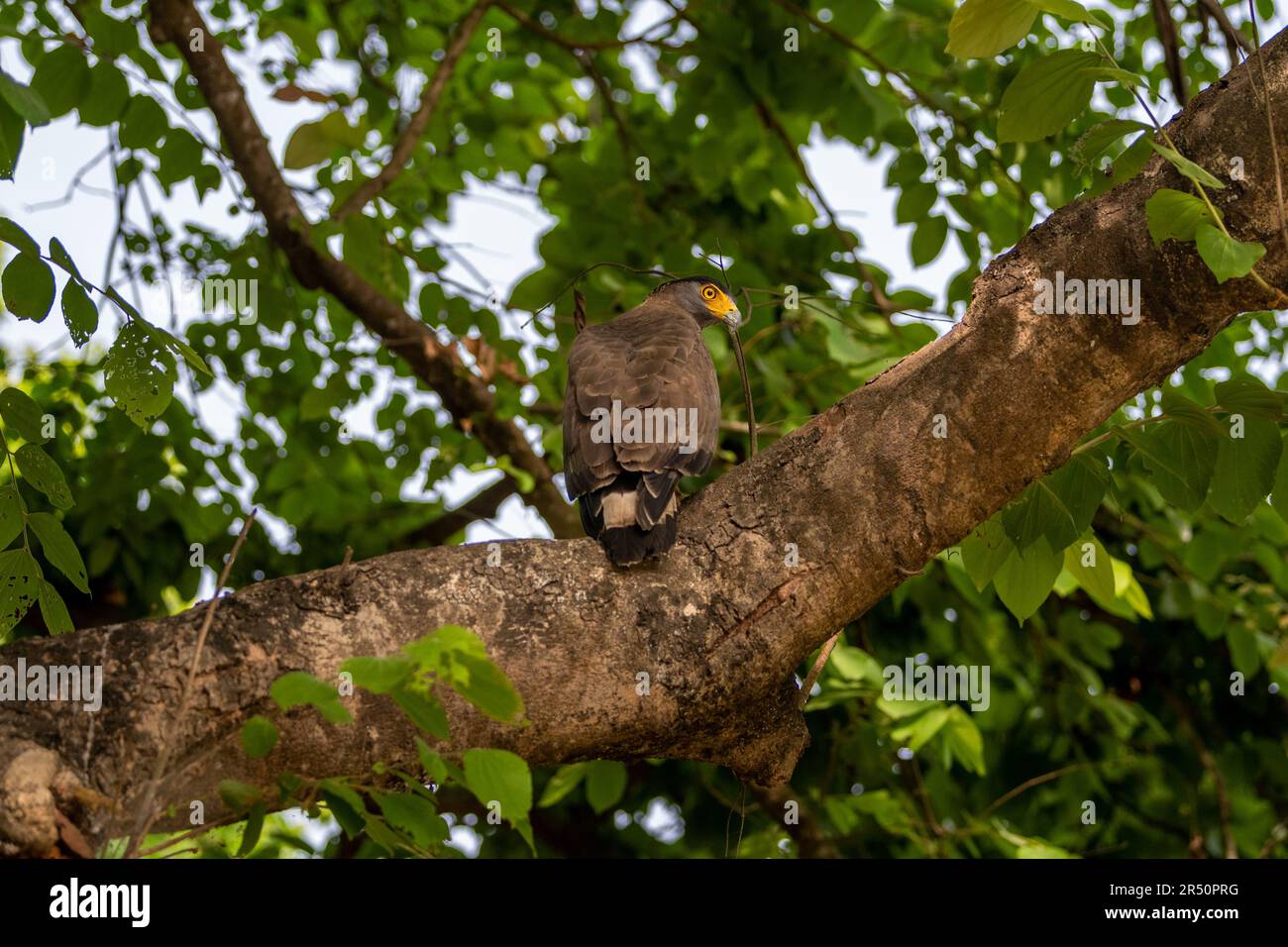 Aigle serpent à tête crêpée ou oiseau de proie de Spilornis cheela de près juché sur l'arbre avec contact visuel dans le safari à chuka écotourisme spot pilibhit inde Banque D'Images
