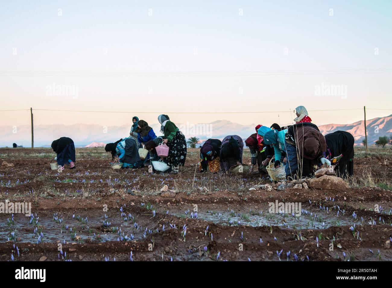 Safran récolte de fleurs avant le lever du soleil par les femmes cultivateurs à Taliouine, Maroc Banque D'Images