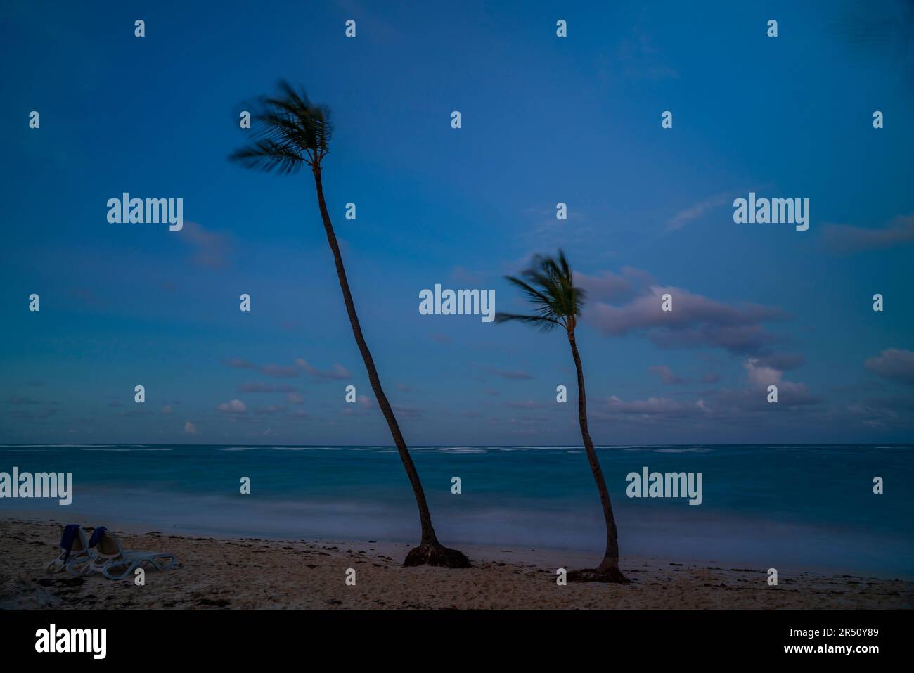 Vue des palmiers sur Bavaro Beach au crépuscule, Punta Cana, République Dominicaine, Antilles, Caraïbes, Amérique centrale Banque D'Images