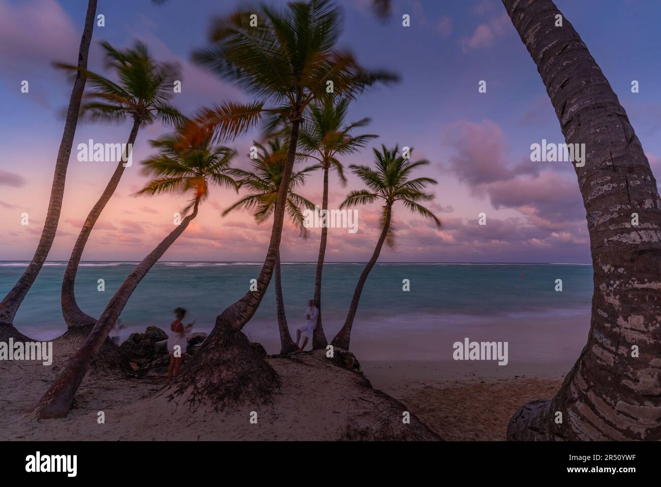 Vue sur les palmiers de la plage de Bavaro au coucher du soleil, Punta Cana, République dominicaine, Antilles, Caraïbes, Amérique centrale Banque D'Images