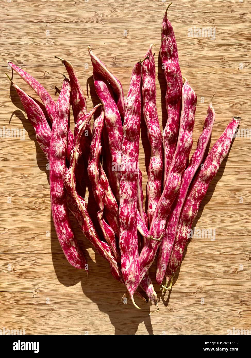 Gousses de haricots borlotti Banque de photographies et d’images à ...