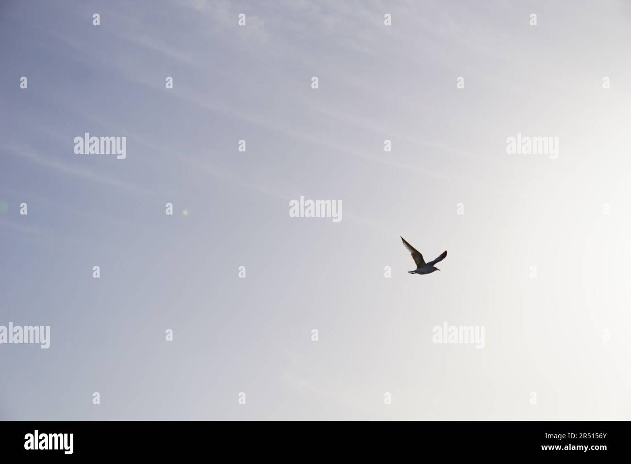 Oiseaux volant sur le canal de Suez à PortSaid Banque D'Images