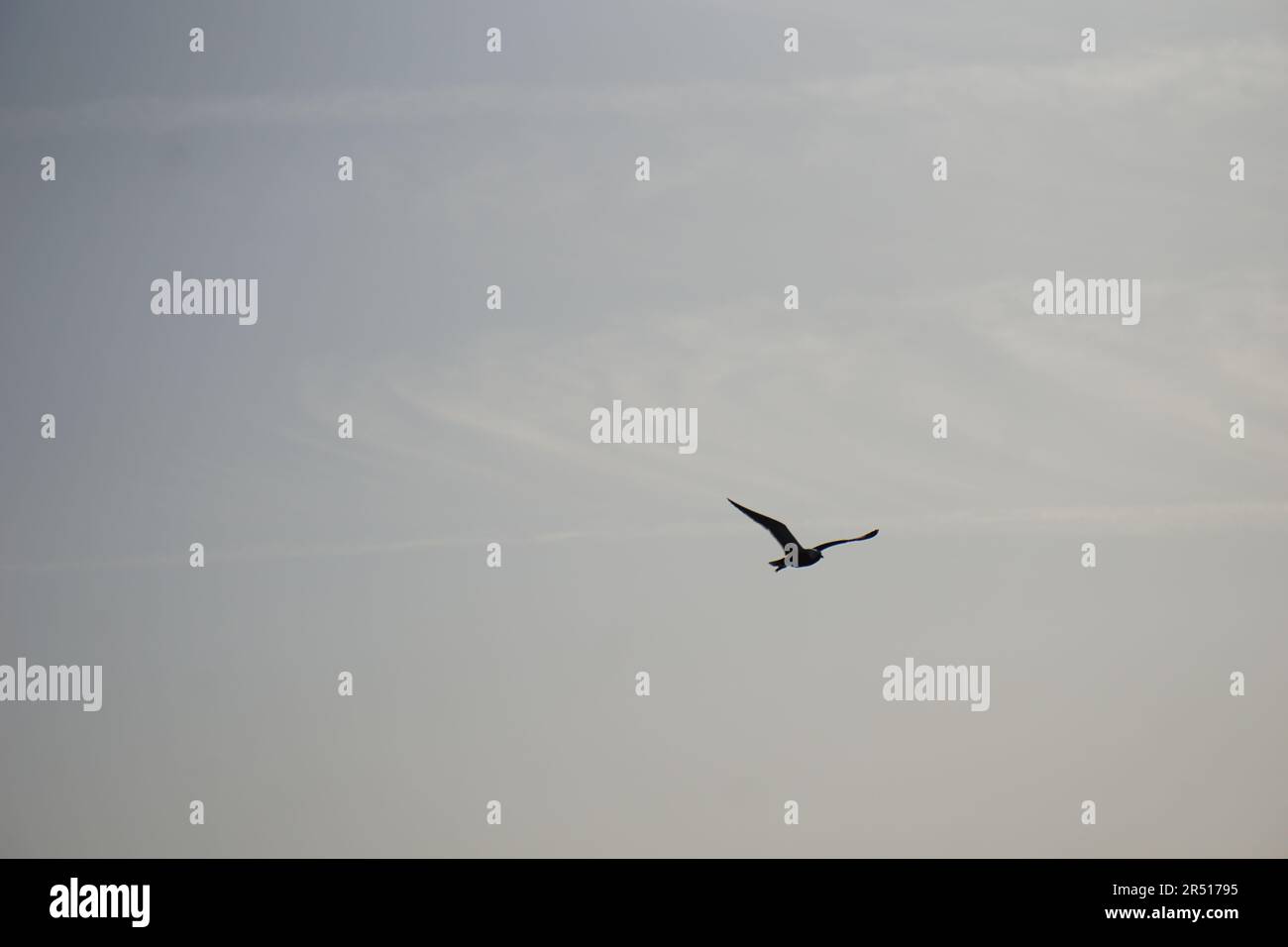 Oiseaux volant sur le canal de Suez à PortSaid Banque D'Images