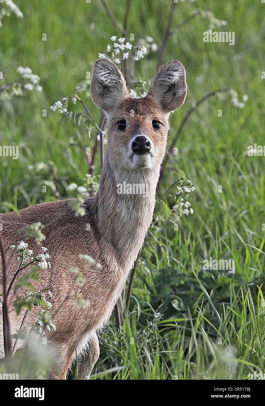 Gros plan sur le cerf d'eau chinois (Hydropotes inermis) d'une femme adulte, Hempstead Marsh, Norfolk, Royaume-Uni Mai Banque D'Images