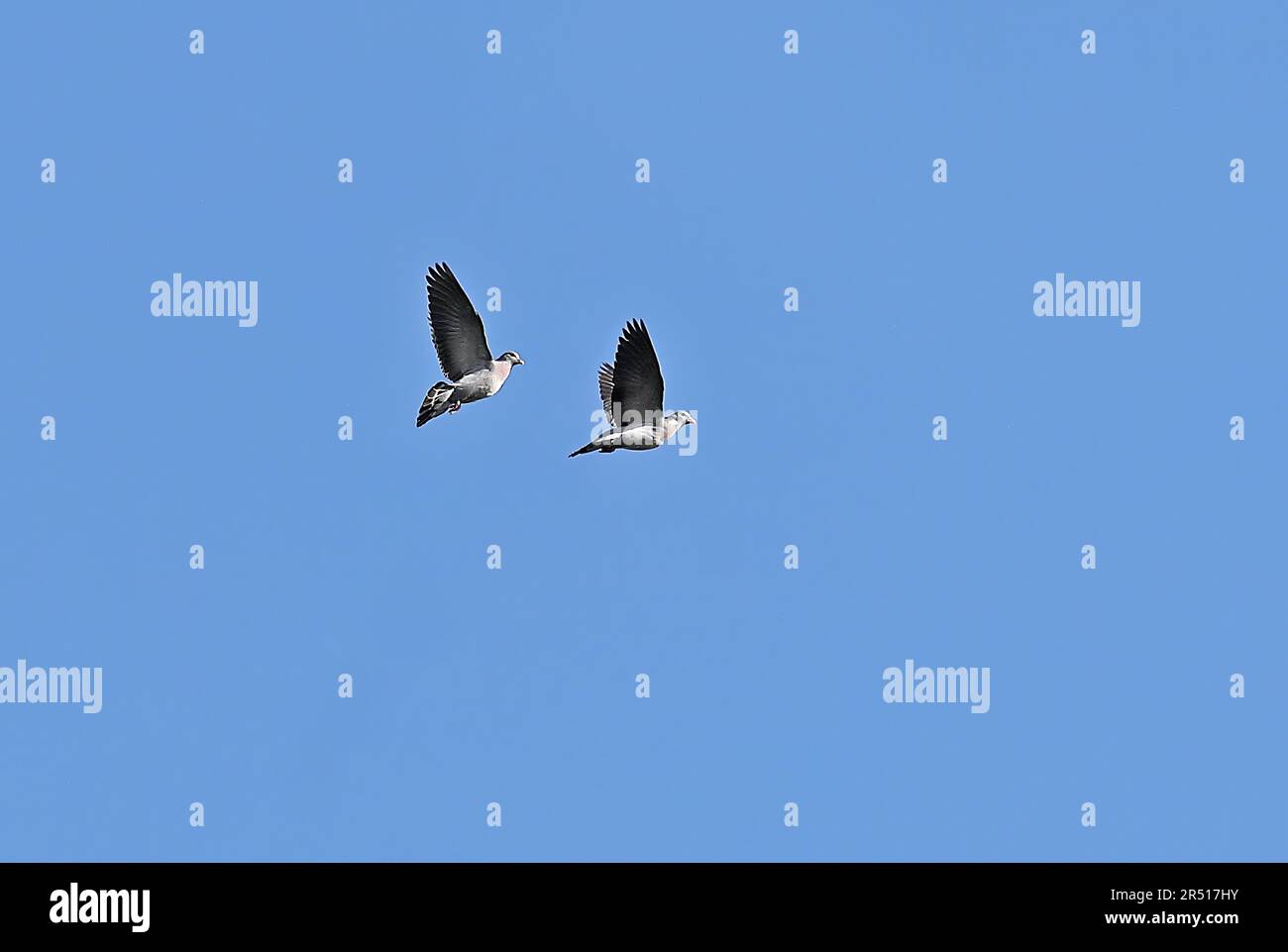 Stock Dove (Columba oenas oenas) paire en vol 'Aerial Driving' Eccles-on-Sea, Norfolk, Royaume-Uni Mars Banque D'Images