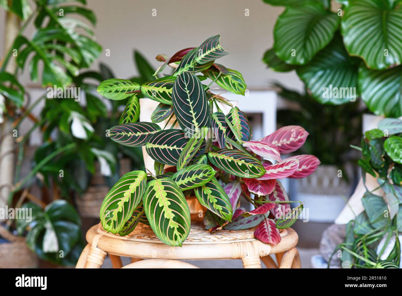 Maison tropicale 'Maranta Leuconeura Fascinator' avec des feuilles à rayures rouges exotiques table dans le salon avec de nombreuses plantes Banque D'Images