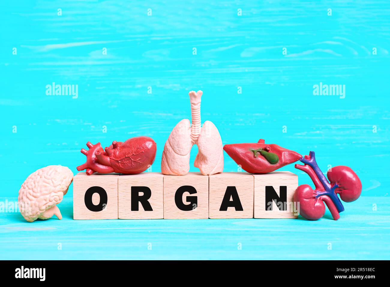 Le mot « ORGUE » est écrit avec des blocs de bois, entouré de répliques anatomiques miniatures d'organes humains sur fond bleu vif. Concepts médicaux Banque D'Images