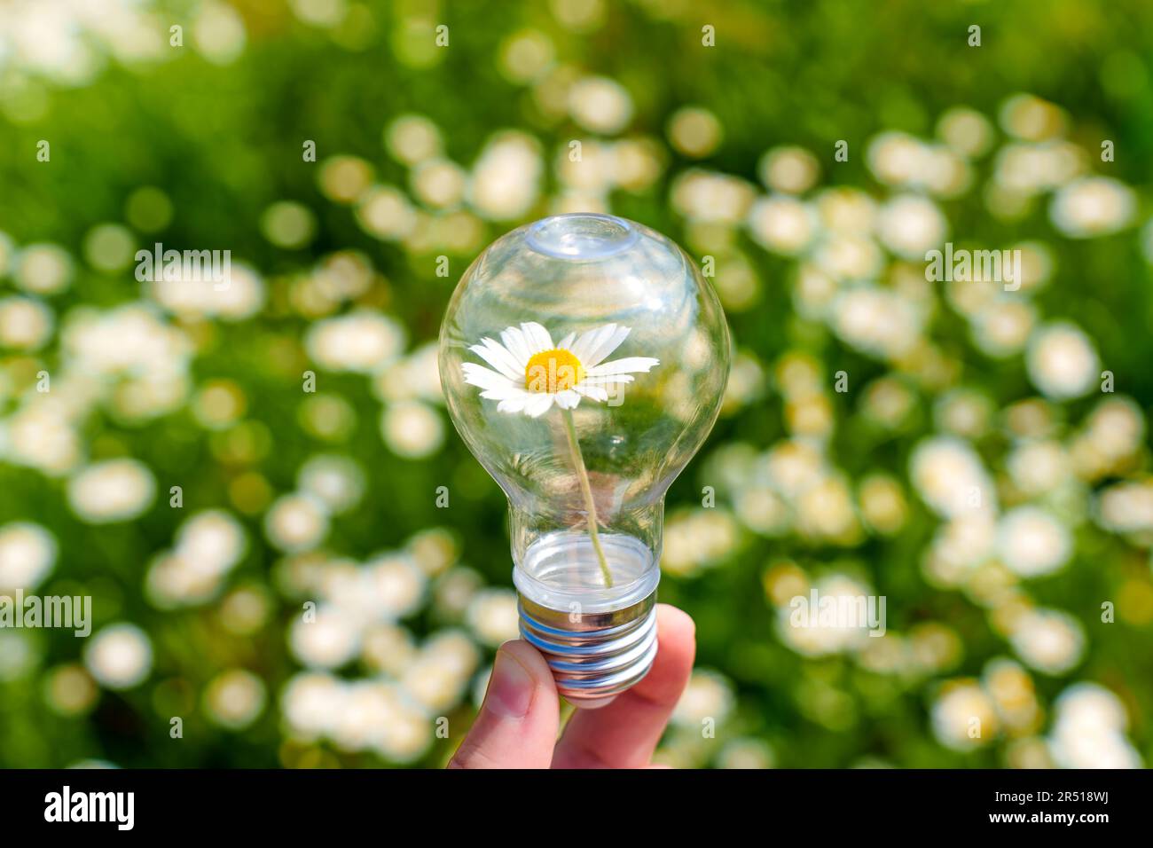 Gros plan d'une ampoule avec une Marguerite en fleurs nichée à l'intérieur tenue doucement dans une main isolée sur un fond vert de prairie. Symbolisme de la lumière et de la croissance Banque D'Images