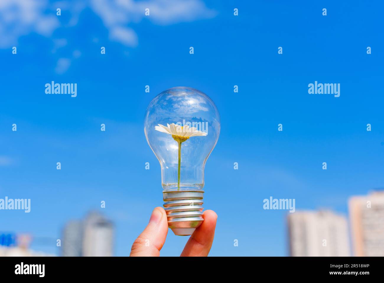 Main tient une ampoule avec une délicate Marguerite nichée à l'intérieur sur un fond bleu ciel serein. Des solutions d'éclairage inspirées de la nature. Banque D'Images