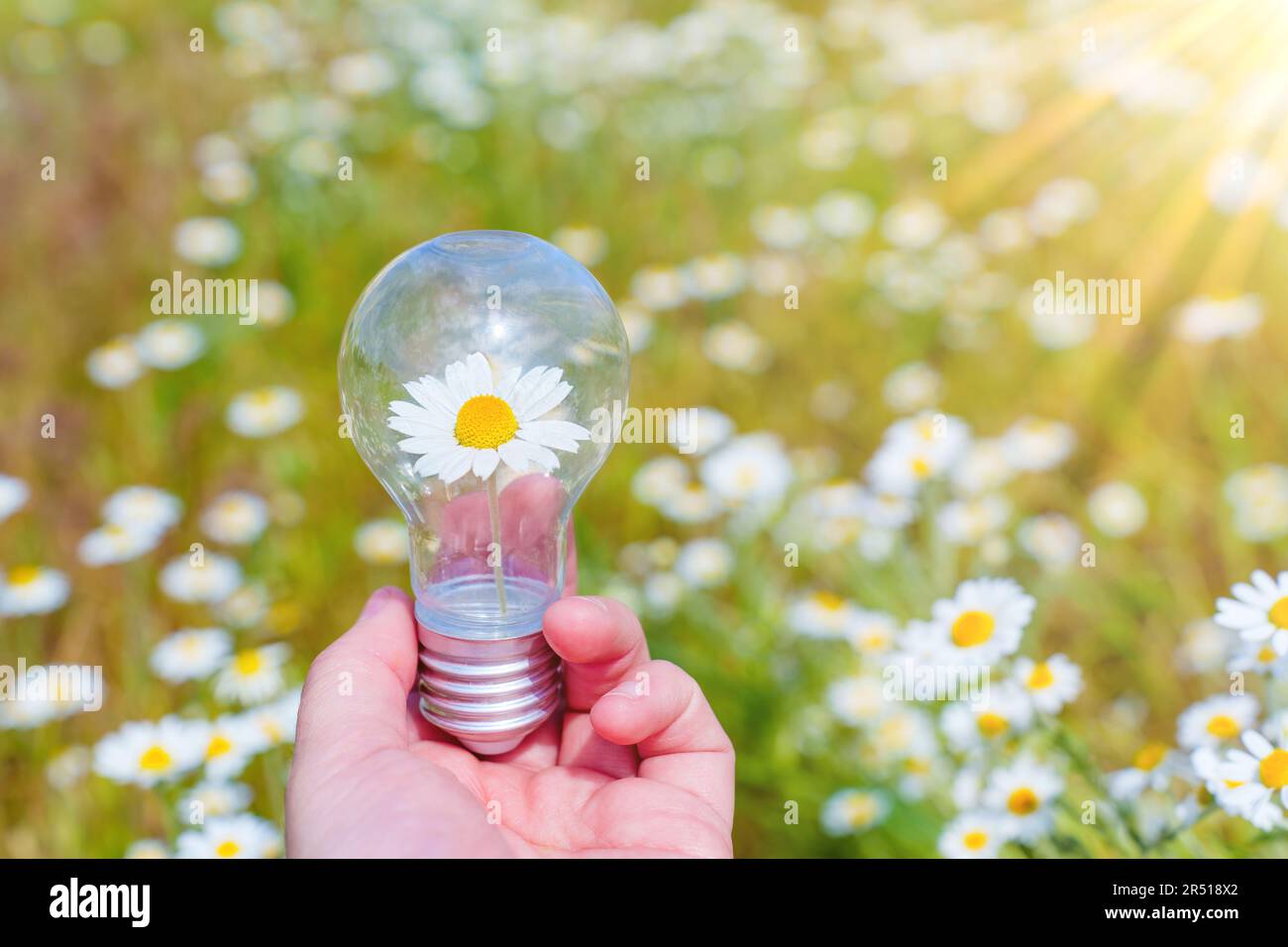 Main tient une ampoule avec une fleur délicate nichée à l'intérieur contre un arrière-plan de champ de pâquerettes. Des solutions d'éclairage inspirées de la nature. Banque D'Images