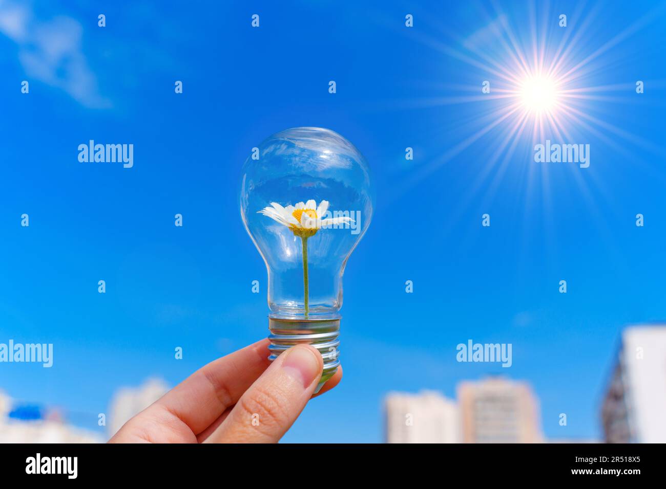 Ampoule avec une Marguerite en fleurs nichée à l'intérieur tenue doucement dans une main contre un ciel bleu apaisant avec un soleil radieux. Symbolisme de la lumière et de la croissance. Banque D'Images