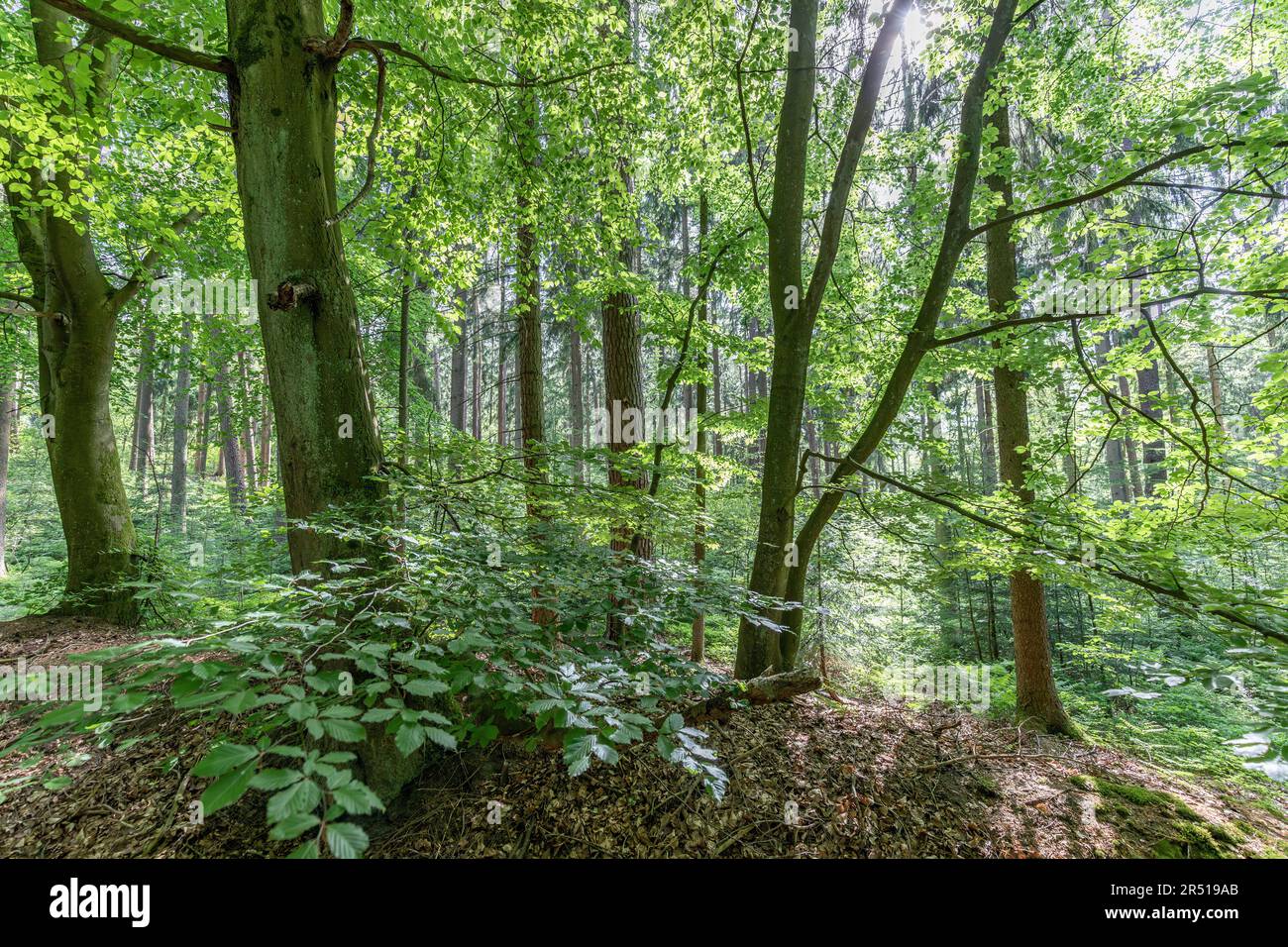 hêtre dans la forêt estivale mixte Banque D'Images
