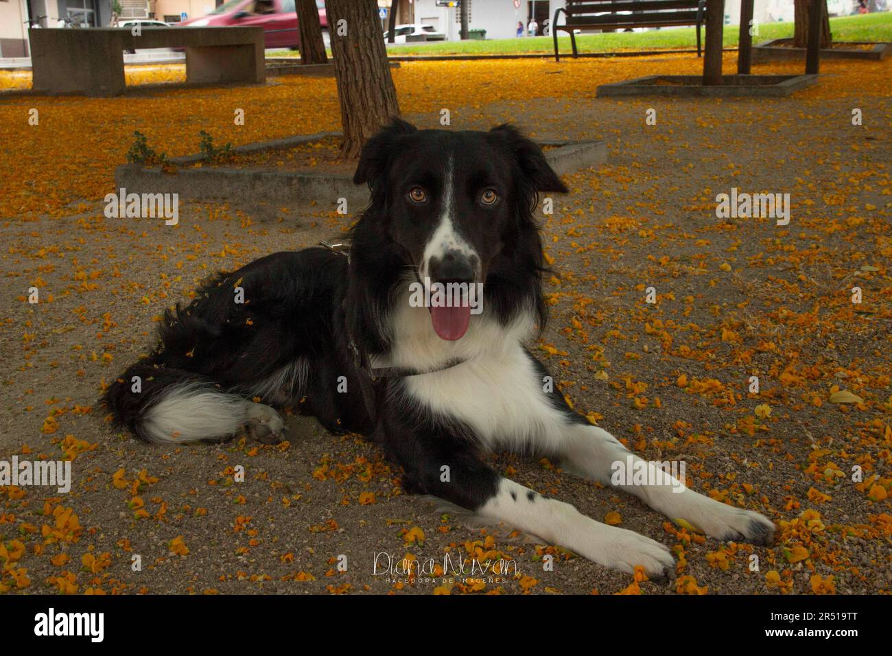 Amor canino, Border Collie, vida animal / chien amour, Border Collie, vie animale / Banque D'Images