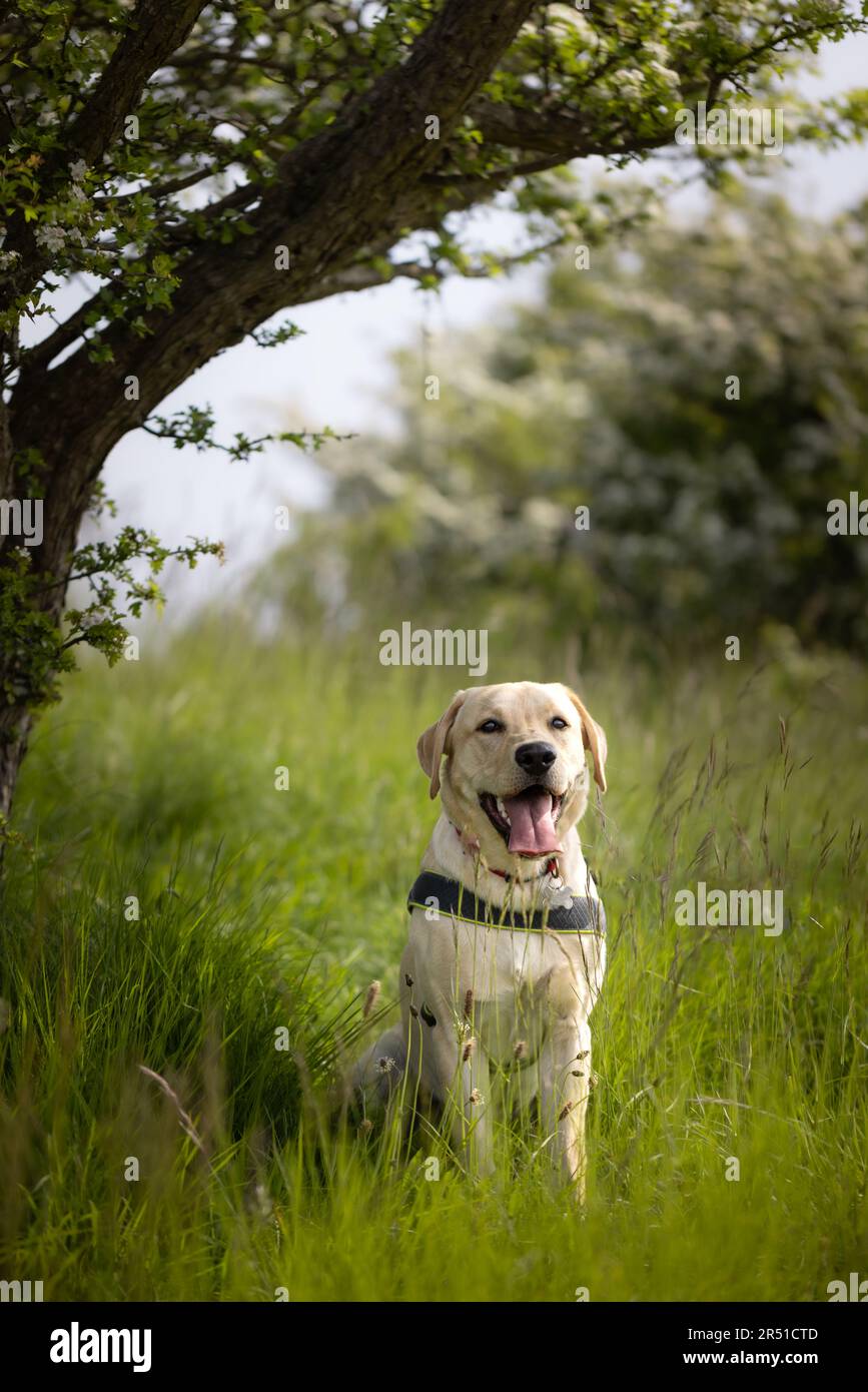 Beau jeune chien doré Labrador Retriever assis sous un arbre tout en profitant d'une promenade dans la campagne au printemps avec l'espace de copie Banque D'Images