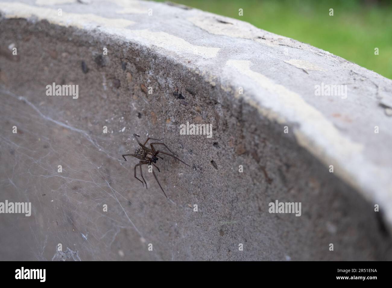 Araignée dans le puits - faisant une toile d'araignée sur un cercle de béton Banque D'Images