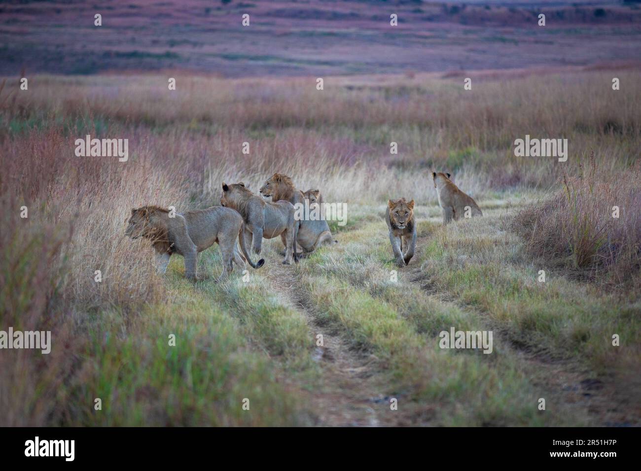 Fierté du lion au lever du soleil, réserve de gibier de Nambiti, Afrique du Sud Banque D'Images