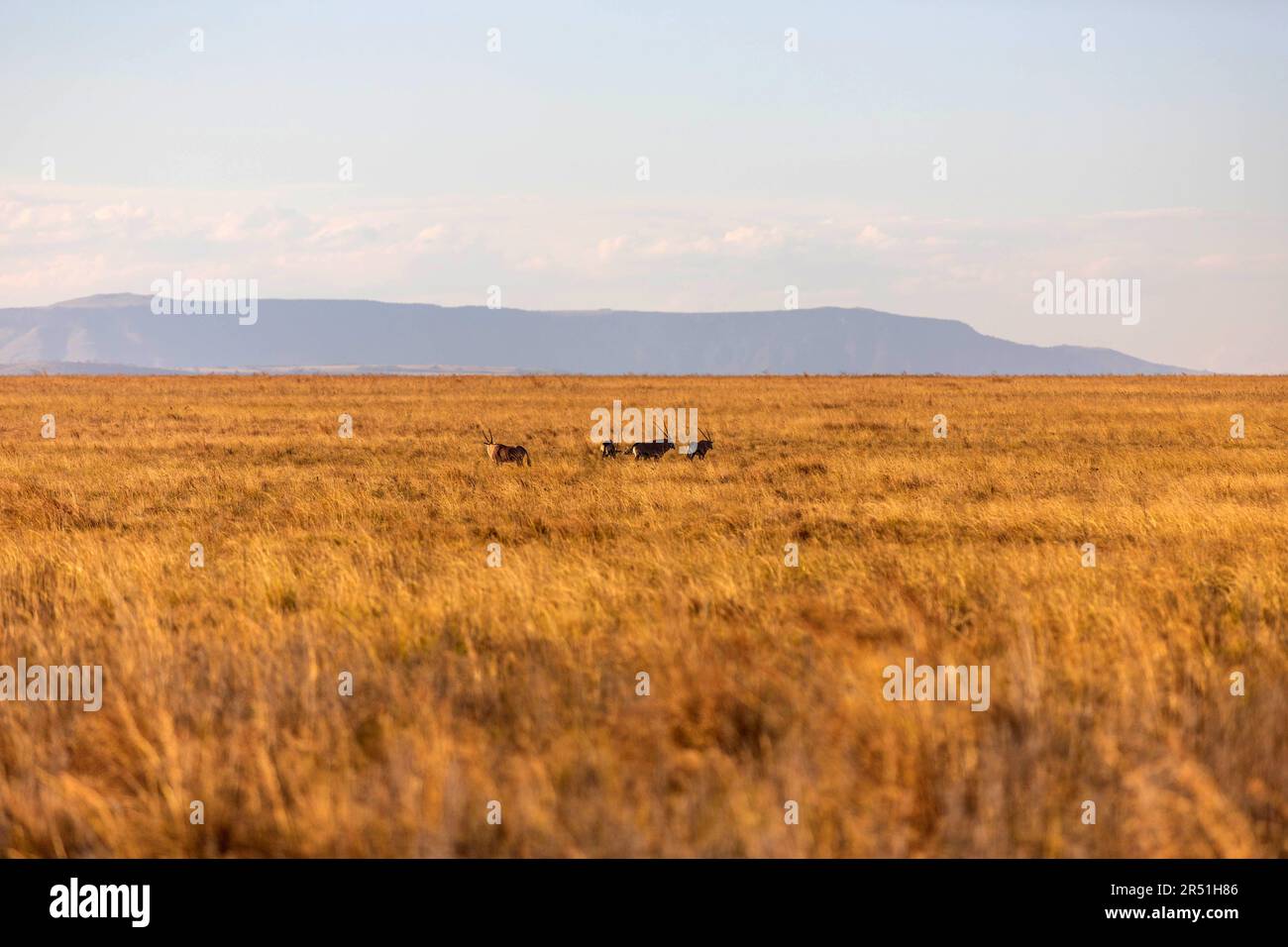 Paysage de la réserve de gibier de Nambiti, Afrique du Sud Banque D'Images
