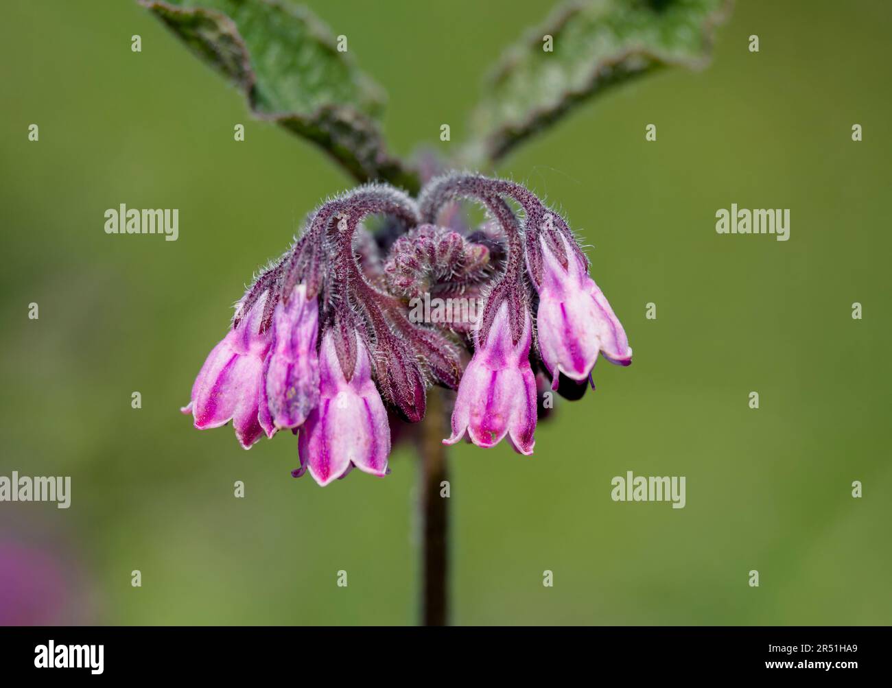 Common Comfrey, (Symphytum officinale), photographié sur un arrière-plan de feuillage hors foyer Banque D'Images
