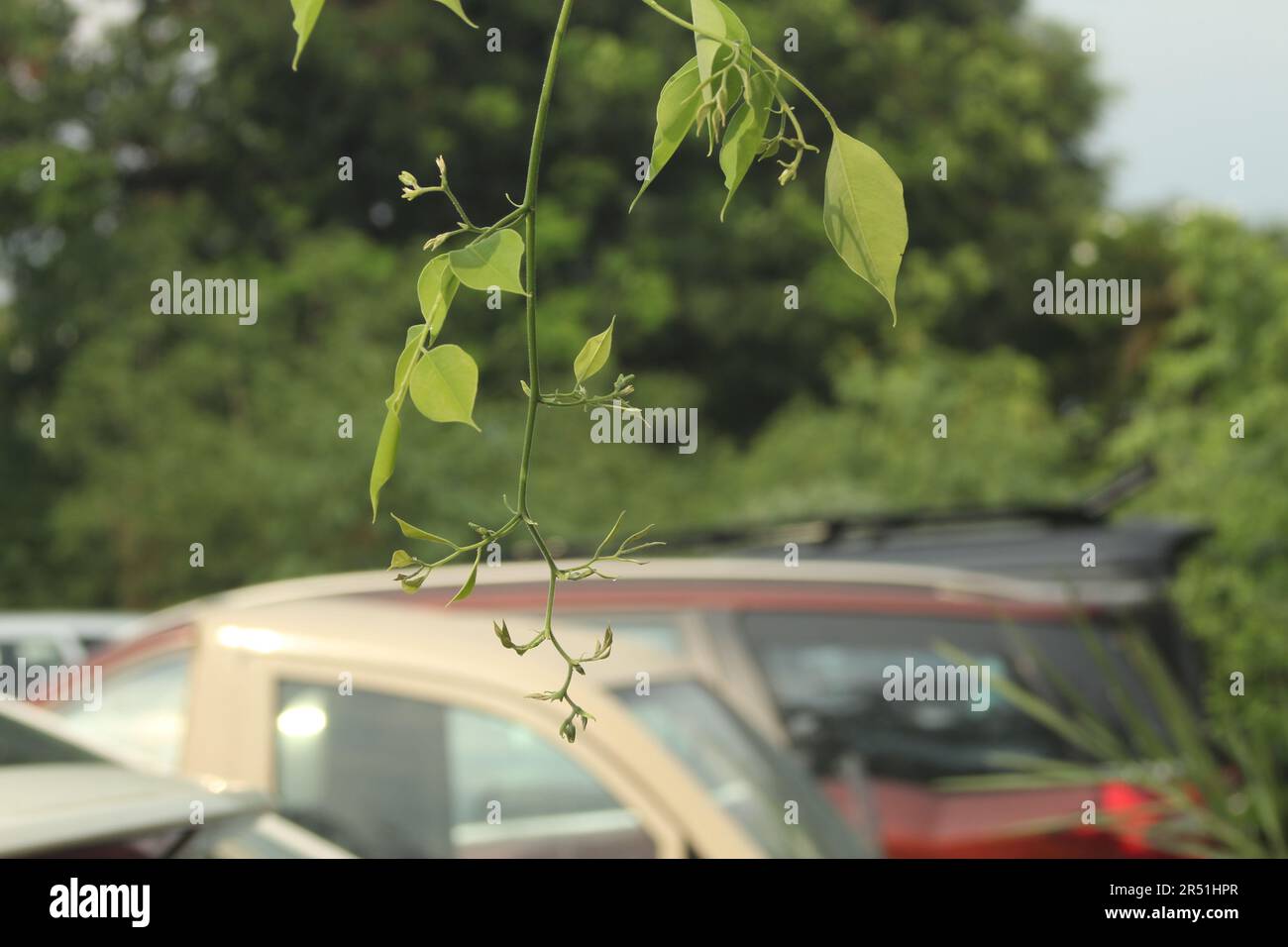 Bois de rose indien, Dalbergia sissoo, shisham Banque D'Images