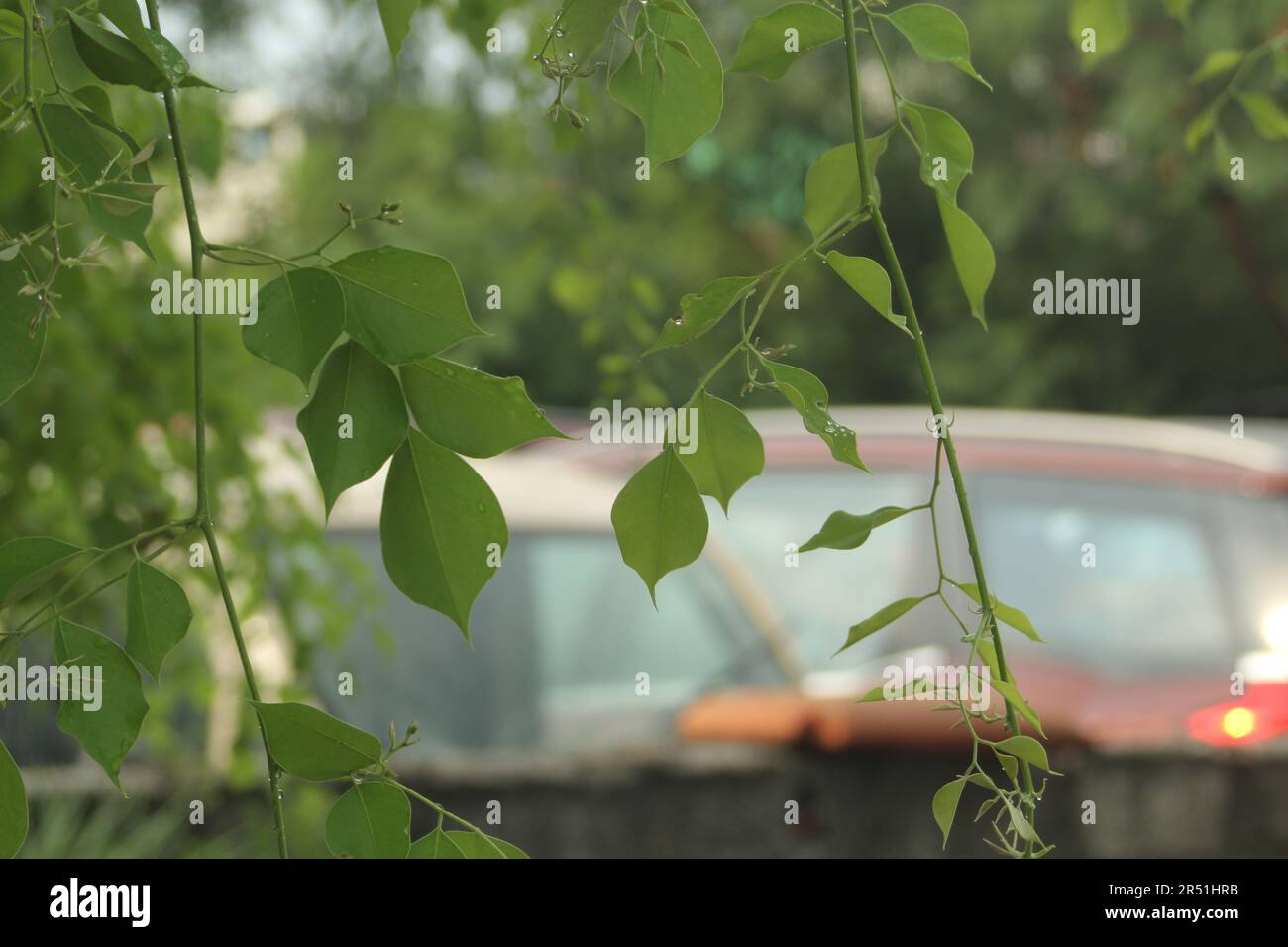 Bois de rose indien, Dalbergia sissoo, shisham Banque D'Images