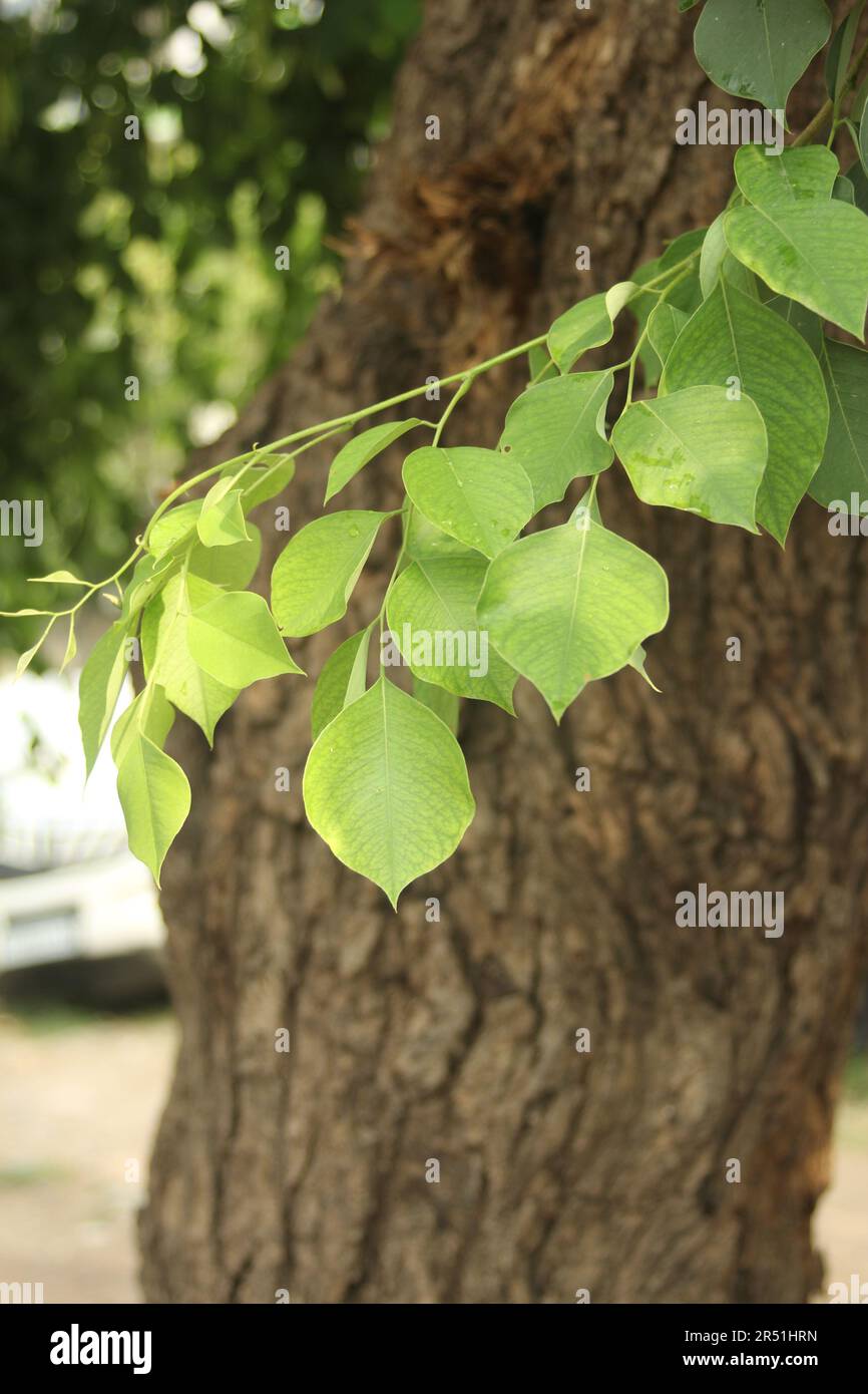 Bois de rose indien, Dalbergia sissoo, shisham Banque D'Images