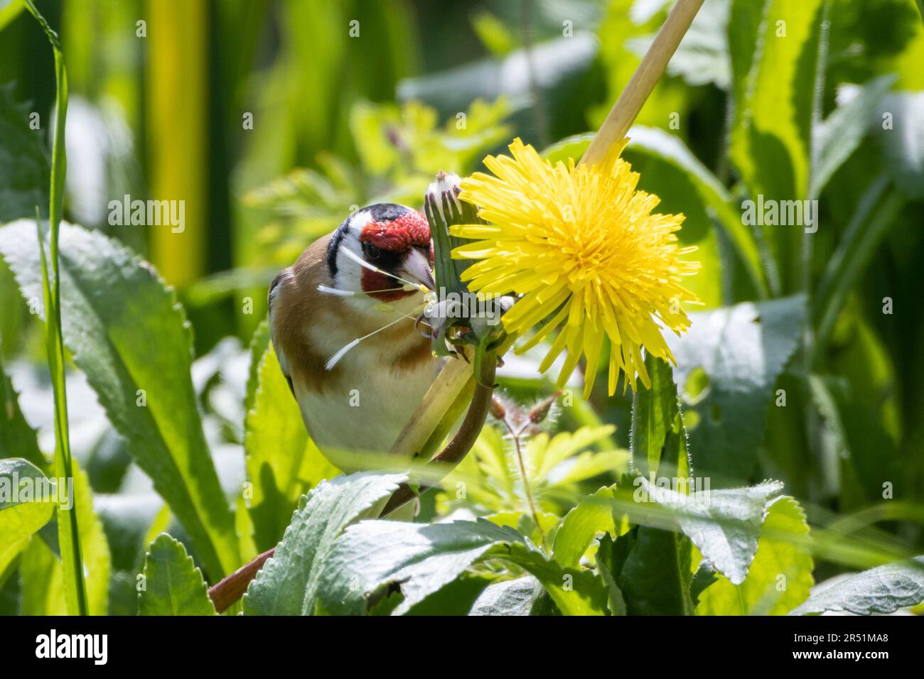 Un Goldfinch pecks des graines d'une tête de Dandelion à Sussex, au Royaume-Uni Banque D'Images