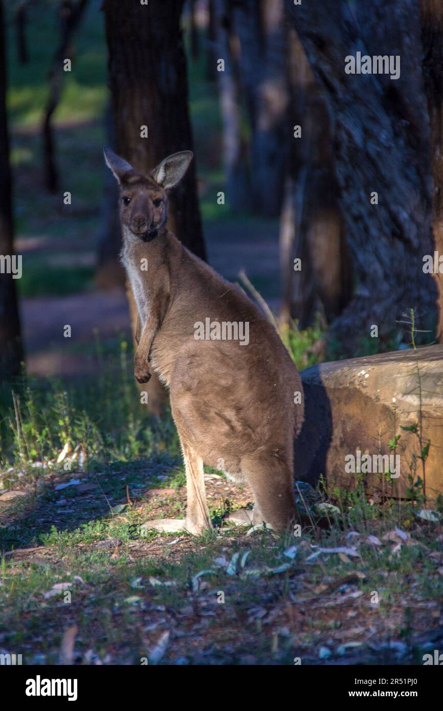 Kangourous, Flinders Range, Australie Banque D'Images