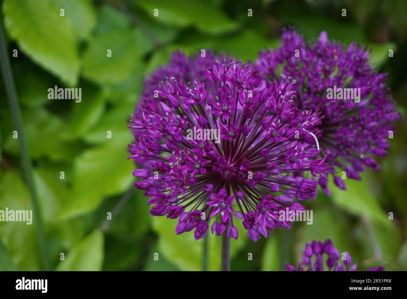 Gros plan de deux fleurs d'allium Banque D'Images
